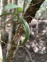 Plectorrhiza tridentata