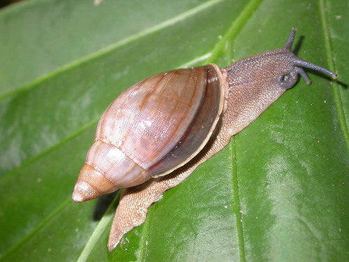 Wolfsnails