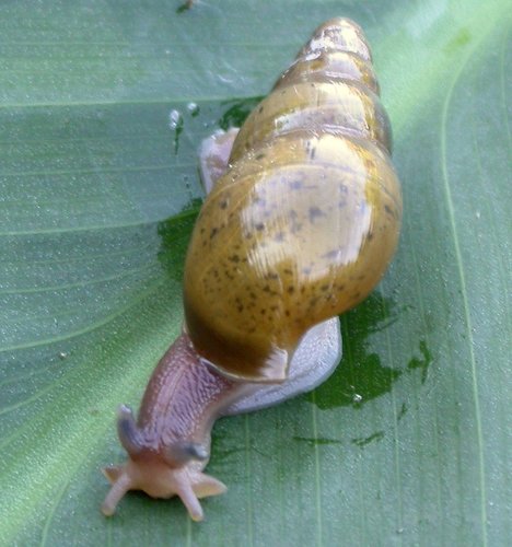 Wolfsnails