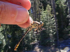 Ophiogomphus morrisoni