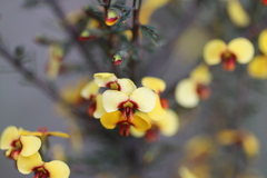 Dillwynia ramosissima