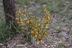 Dillwynia ramosissima