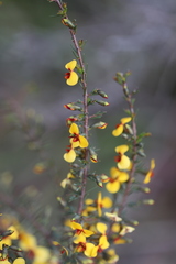 Dillwynia ramosissima
