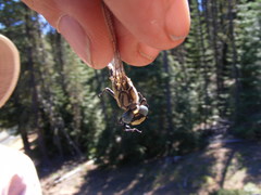 Ophiogomphus morrisoni