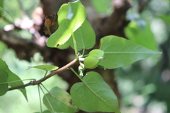 Jatropha cordata