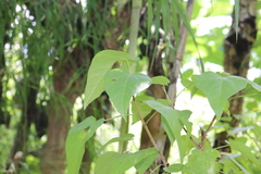Jatropha cordata