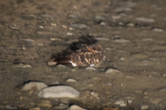 Nyctidromus albicollis