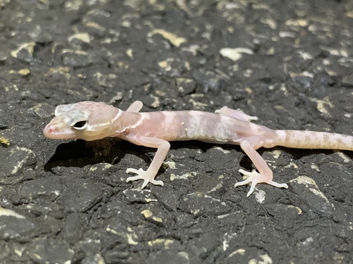 Western Banded Gecko