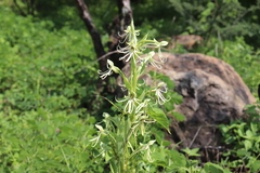 Habenaria macroceratitis