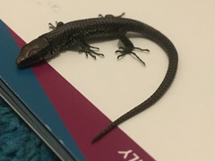 Adolfus kibonotensis