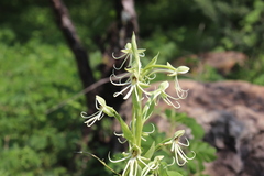 Habenaria macroceratitis