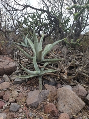 Agave cerulata