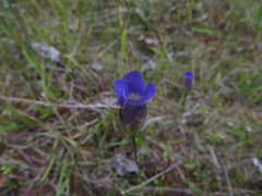Gentianopsis macounii