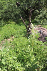 Habenaria macroceratitis