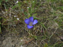 Gentianopsis macounii
