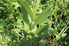 Habenaria macroceratitis