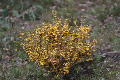 Dillwynia ramosissima