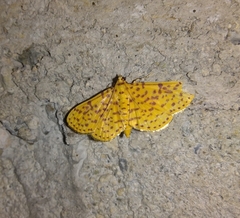 Polygrammodes eleuata