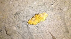 Polygrammodes eleuata