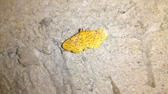 Polygrammodes eleuata