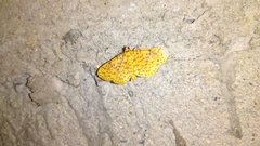 Polygrammodes eleuata