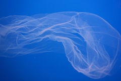 Pyrosomatida