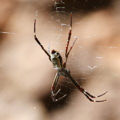 Argiope radon