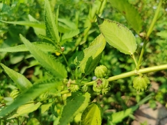 Corchorus capsularis