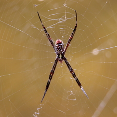 Argiope radon