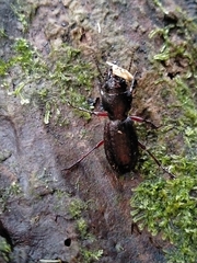 Mecodema sculpturatum