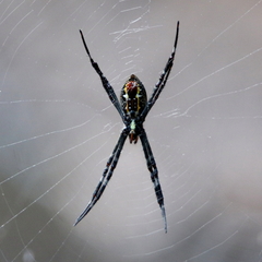 Argiope radon
