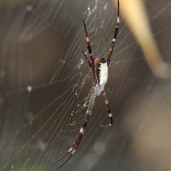 Argiope radon