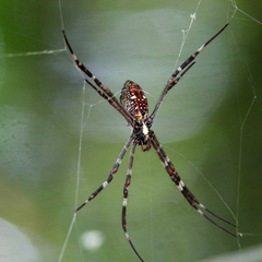 Argiope radon