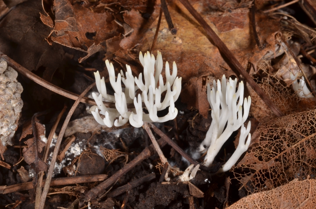 Ramariopsis kunzei · August 2020 · photo: © epopov (iNaturalist, cc-by)