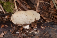 Sarcoscypha vassiljevae