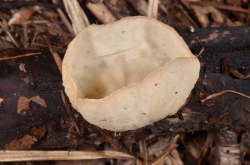 Sarcoscypha vassiljevae