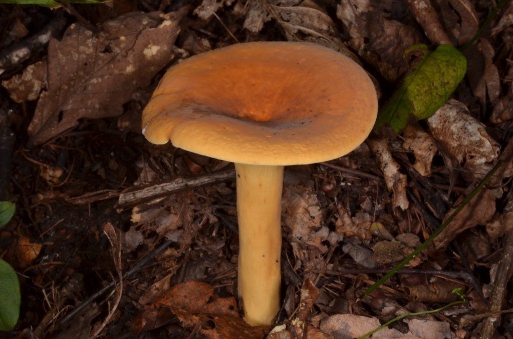 Lactifluus volemus · August 2020 · photo: © epopov (iNaturalist, cc-by)