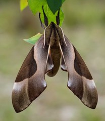 Coequosa triangularis