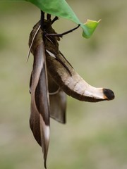 Coequosa triangularis
