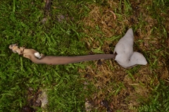 Helvella atra