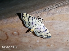 Dichocrocis sabatalis