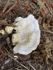 Calcipostia guttulata