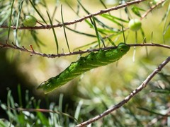 Coequosa triangularis