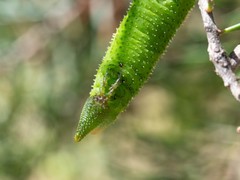 Coequosa triangularis