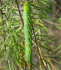 Coequosa triangularis