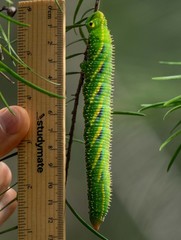 Coequosa triangularis