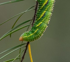 Coequosa triangularis