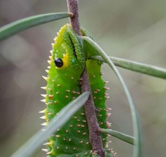 Coequosa triangularis