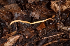 Ophiocordyceps sphecocephala