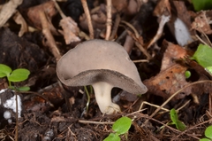 Helvella fibrosa